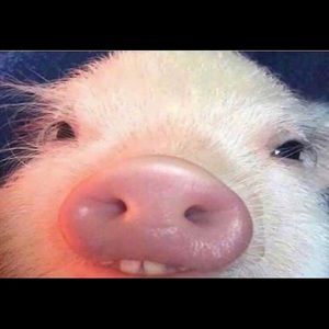 Meet your Posher, Julian